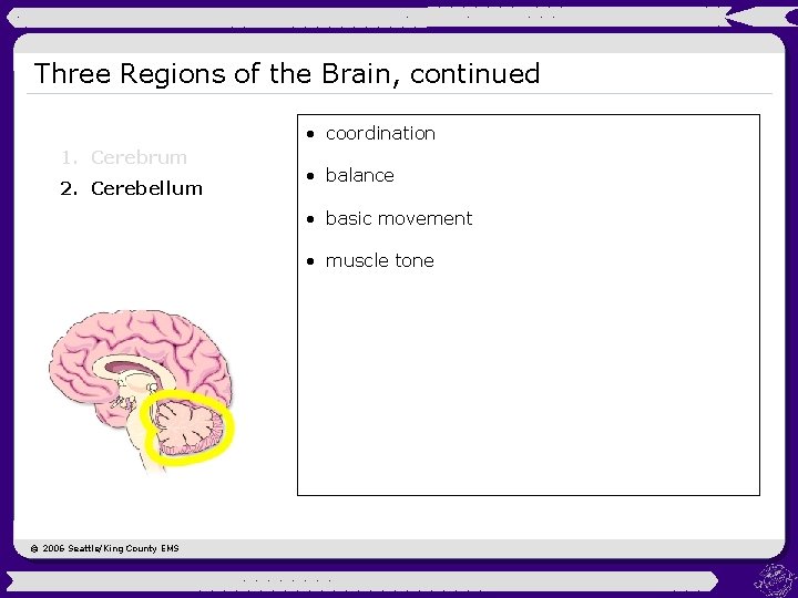 Three Regions of the Brain, continued • coordination 1. Cerebrum 2. Cerebellum • balance