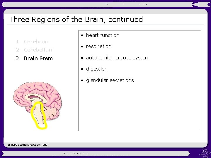 Three Regions of the Brain, continued • heart function 1. Cerebrum 2. Cerebellum 3.
