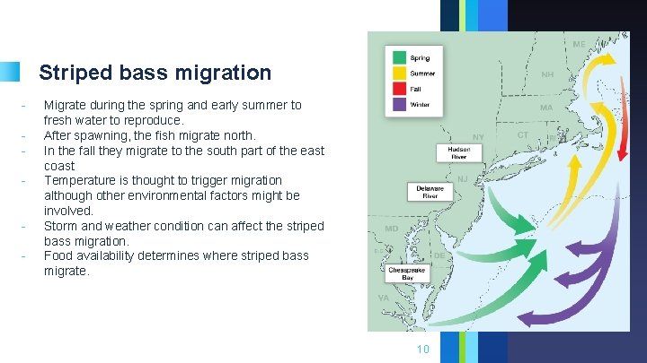 Striped bass migration - Migrate during the spring and early summer to fresh water