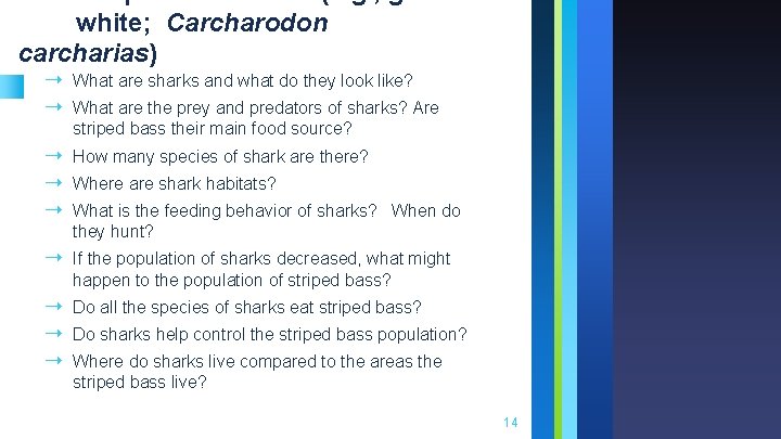 white; Carcharodon carcharias) ➝ What are sharks and what do they look like? ➝