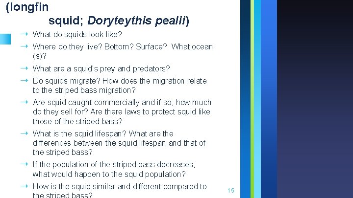 (longfin squid; Doryteythis pealii) ➝ What do squids look like? ➝ Where do they