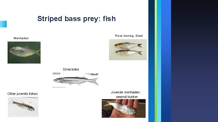 Striped bass prey: fish River herring, Shad Menhaden Silversides Other juvenile fishes Juvenile menhaden: