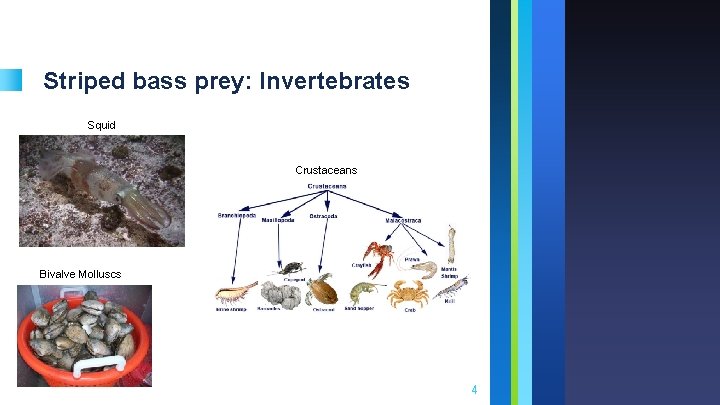 Striped bass prey: Invertebrates Squid Crustaceans Bivalve Molluscs 4 