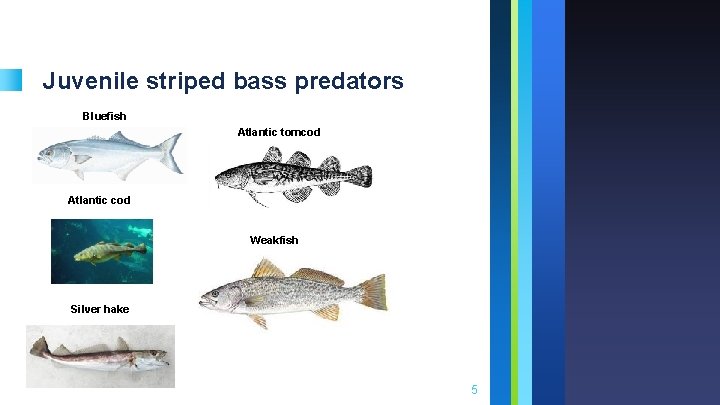 Juvenile striped bass predators Bluefish Atlantic tomcod Atlantic cod Weakfish Silver hake 5 