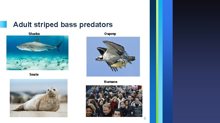 Adult striped bass predators Sharks Osprey Seals Humans 6 
