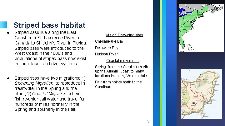 Striped bass habitat ● ● Striped bass live along the East Coast from St.