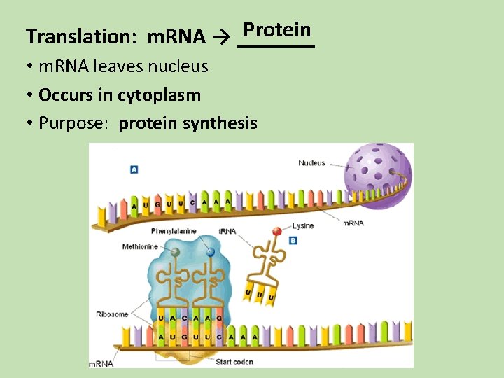 Protein Translation: m. RNA → _______ • m. RNA leaves nucleus • Occurs in Protein Translation: m. RNA → _______ • m. RNA leaves nucleus • Occurs in