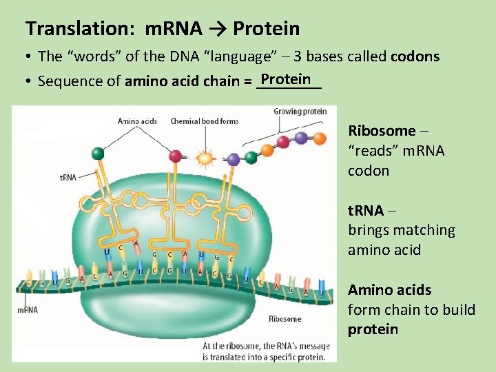 Translation: m. RNA → Protein • The “words” of the DNA “language” – 3 Translation: m. RNA → Protein • The “words” of the DNA “language” – 3