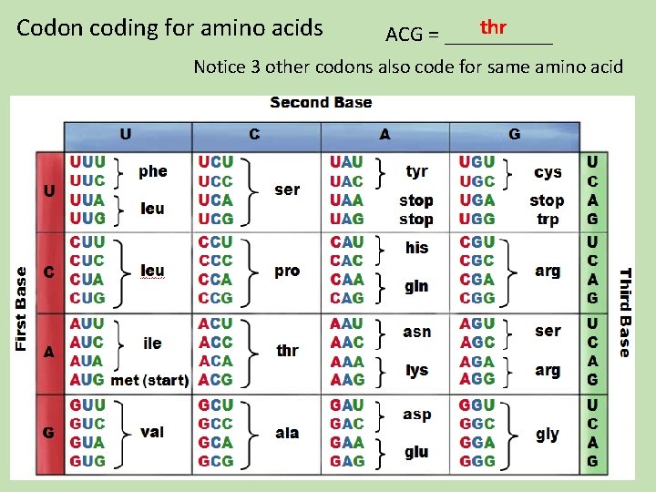 Codon coding for amino acids thr ACG = _____ Notice 3 other codons also Codon coding for amino acids thr ACG = _____ Notice 3 other codons also
