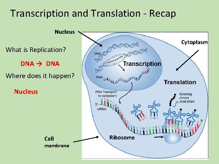 Transcription and Translation - Recap Nucleus Cytoplasm What is Replication? DNA → DNA Where Transcription and Translation - Recap Nucleus Cytoplasm What is Replication? DNA → DNA Where
