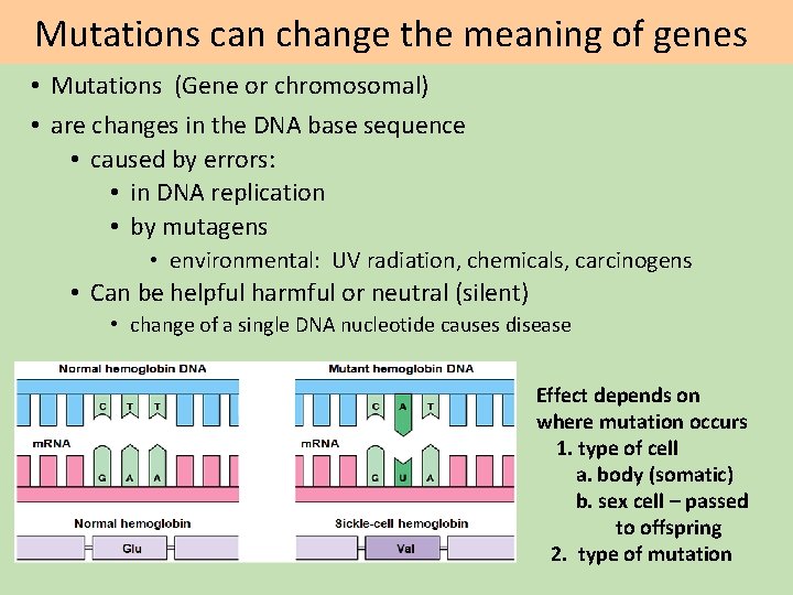 Mutations can change the meaning of genes • Mutations (Gene or chromosomal) • are Mutations can change the meaning of genes • Mutations (Gene or chromosomal) • are