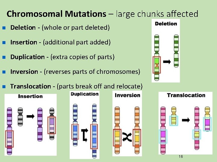 Chromosomal Mutations – large chunks affected n Deletion - (whole or part deleted) n Chromosomal Mutations – large chunks affected n Deletion - (whole or part deleted) n