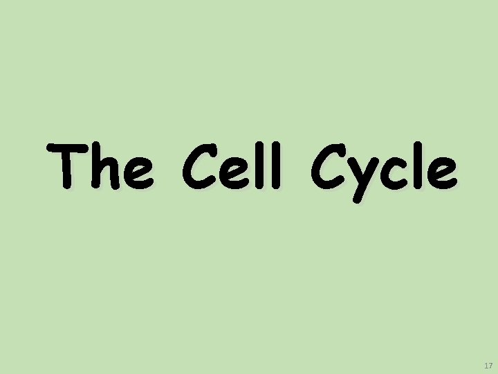 The Cell Cycle 17 The Cell Cycle 17