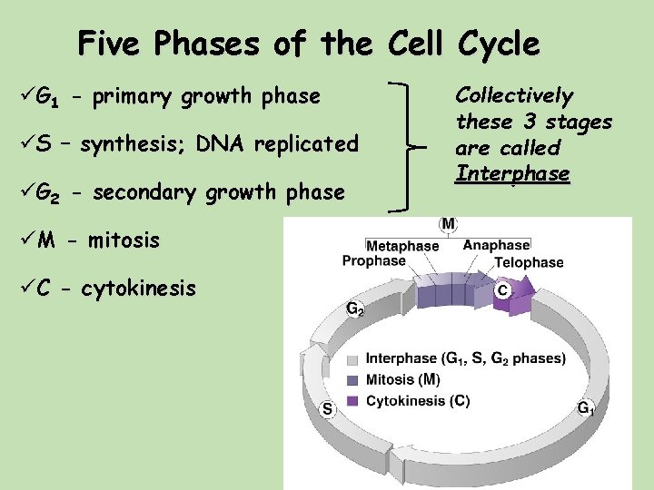 Five Phases of the Cell Cycle üG 1 - primary growth phase üS – Five Phases of the Cell Cycle üG 1 - primary growth phase üS –