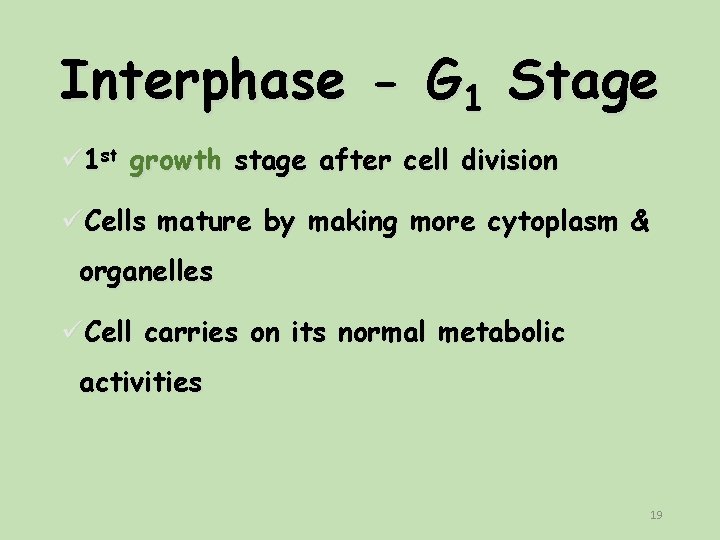 Interphase - G 1 Stage ü 1 st growth stage after cell division üCells Interphase - G 1 Stage ü 1 st growth stage after cell division üCells