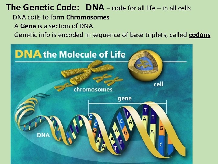 The Genetic Code: DNA – code for all life – in all cells DNA The Genetic Code: DNA – code for all life – in all cells DNA