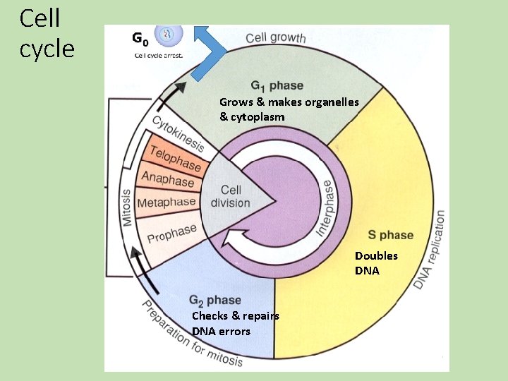 Cell cycle Grows & makes organelles & cytoplasm Doubles DNA Checks & repairs DNA Cell cycle Grows & makes organelles & cytoplasm Doubles DNA Checks & repairs DNA