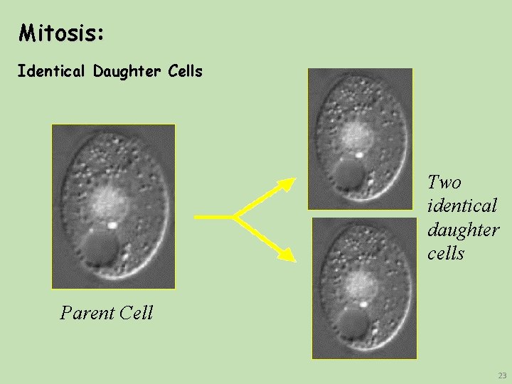 Mitosis: Identical Daughter Cells Two identical daughter cells Parent Cell 23 Mitosis: Identical Daughter Cells Two identical daughter cells Parent Cell 23
