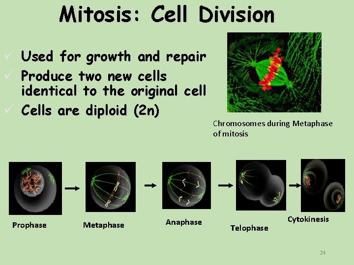 Mitosis: Cell Division Used for growth and repair Produce two new cells identical to Mitosis: Cell Division Used for growth and repair Produce two new cells identical to