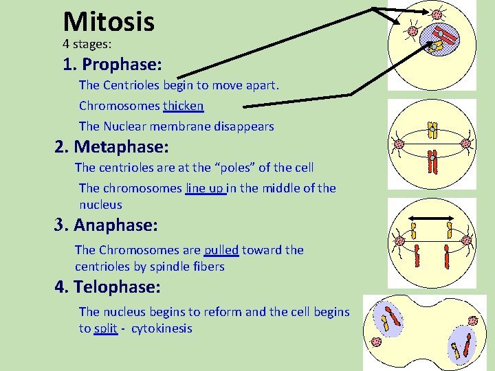Mitosis 4 stages: 1. Prophase: The Centrioles begin to move apart. Chromosomes thicken The Mitosis 4 stages: 1. Prophase: The Centrioles begin to move apart. Chromosomes thicken The