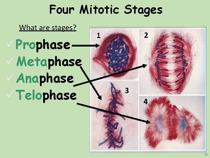Four Mitotic Stages What are stages? üProphase üMetaphase üAnaphase üTelophase 2 1 3 4 Four Mitotic Stages What are stages? üProphase üMetaphase üAnaphase üTelophase 2 1 3 4
