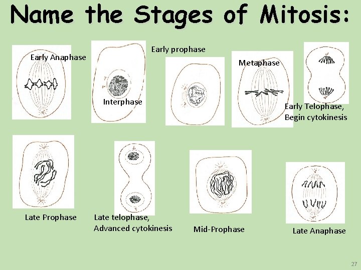 Name the Stages of Mitosis: Early prophase Early Anaphase Metaphase Interphase Late Prophase Late Name the Stages of Mitosis: Early prophase Early Anaphase Metaphase Interphase Late Prophase Late