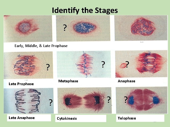 Identify the Stages ? Early, Middle, & Late Prophase ? ? Metaphase Late Prophase Identify the Stages ? Early, Middle, & Late Prophase ? ? Metaphase Late Prophase