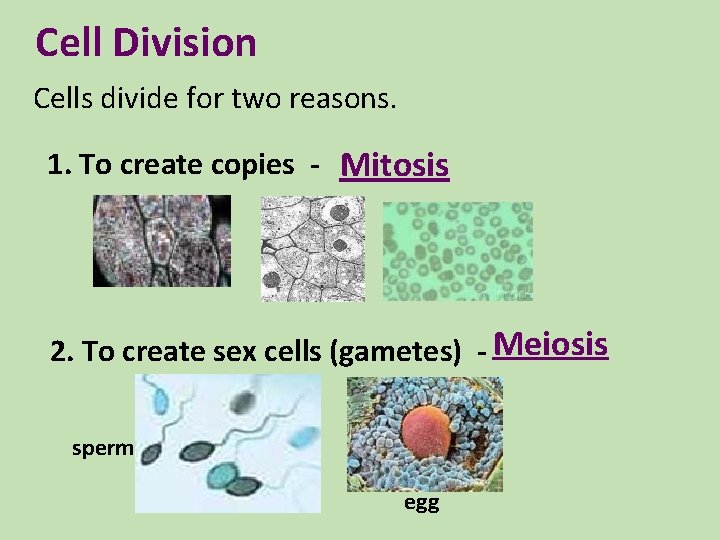 Cell Division Cells divide for two reasons. 1. To create copies - Mitosis 2. Cell Division Cells divide for two reasons. 1. To create copies - Mitosis 2.