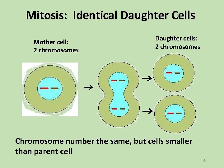 Mitosis: Identical Daughter Cells Mother cell: 2 chromosomes Daughter cells: 2 chromosomes Chromosome number Mitosis: Identical Daughter Cells Mother cell: 2 chromosomes Daughter cells: 2 chromosomes Chromosome number