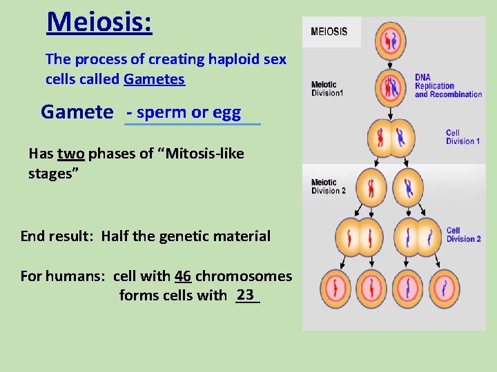 Meiosis: The process of creating haploid sex cells called Gametes Gamete - sperm or Meiosis: The process of creating haploid sex cells called Gametes Gamete - sperm or