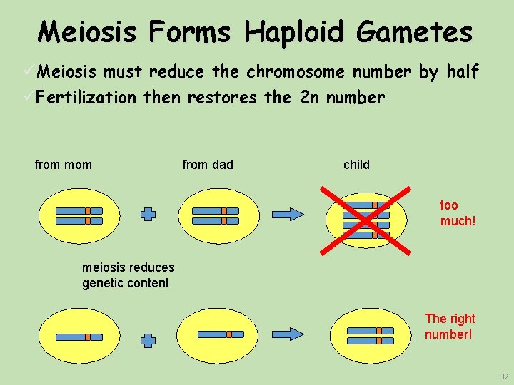 Meiosis Forms Haploid Gametes üMeiosis must reduce the chromosome number by half üFertilization then Meiosis Forms Haploid Gametes üMeiosis must reduce the chromosome number by half üFertilization then