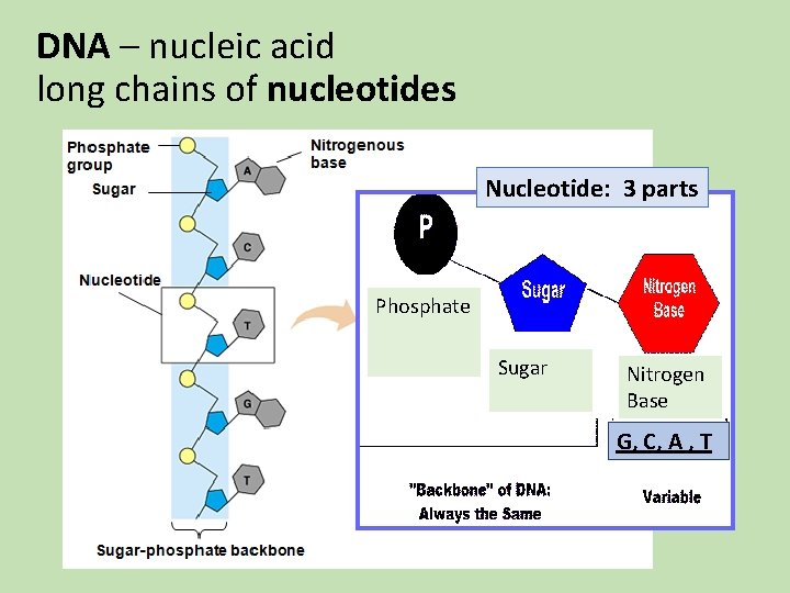 DNA – nucleic acid long chains of nucleotides Nucleotide: 3 parts Phosphate Sugar Nitrogen DNA – nucleic acid long chains of nucleotides Nucleotide: 3 parts Phosphate Sugar Nitrogen