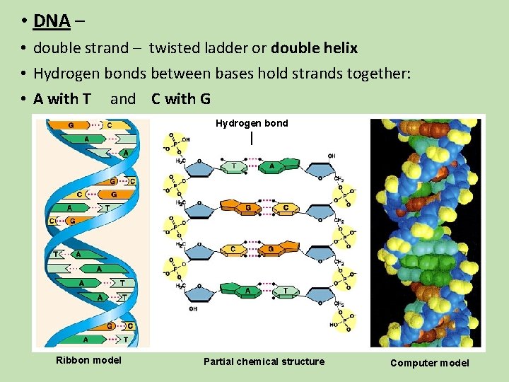 • DNA – • double strand – twisted ladder or double helix • • DNA – • double strand – twisted ladder or double helix •