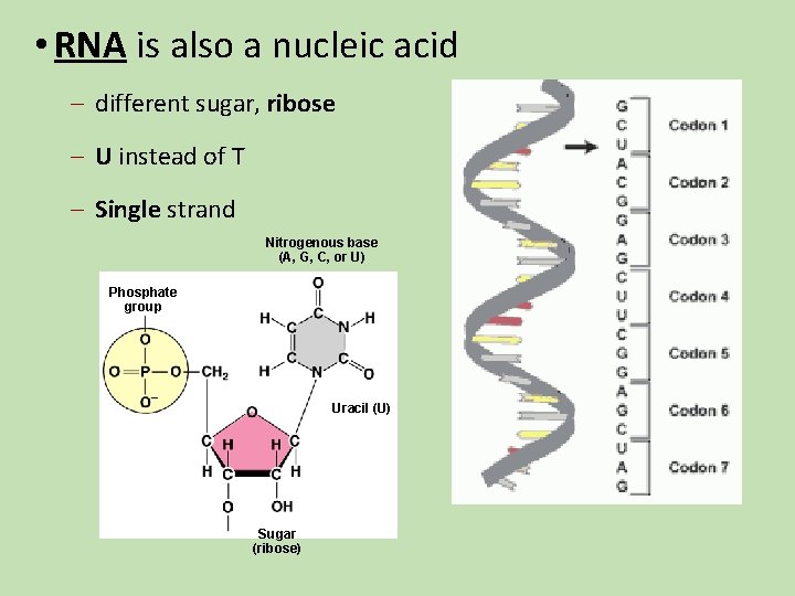 • RNA is also a nucleic acid – different sugar, ribose – U • RNA is also a nucleic acid – different sugar, ribose – U