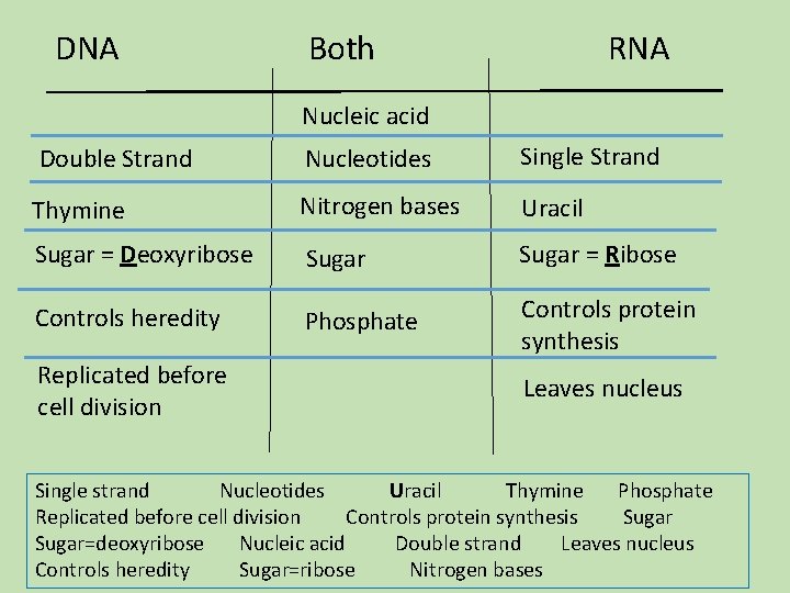 DNA Both RNA Nucleic acid Double Strand Nucleotides Single Strand Thymine Nitrogen bases Uracil DNA Both RNA Nucleic acid Double Strand Nucleotides Single Strand Thymine Nitrogen bases Uracil