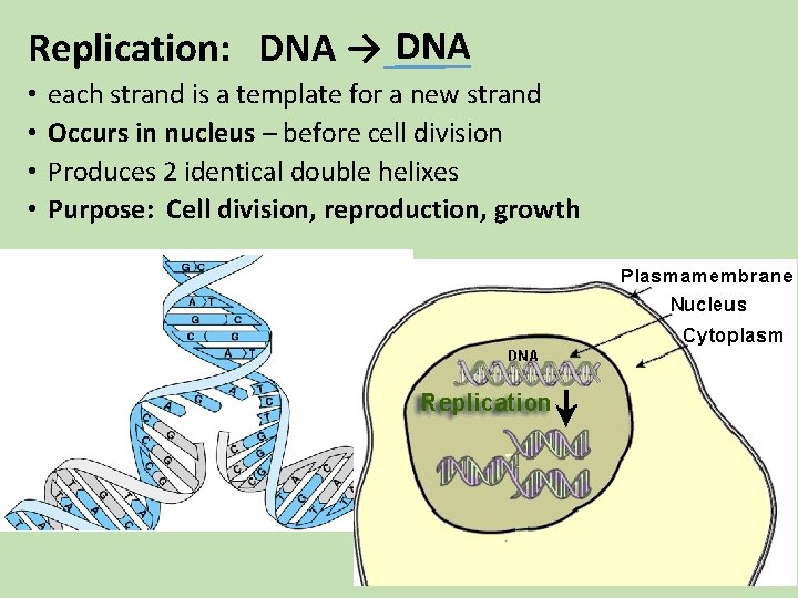 Replication: DNA → DNA • • each strand is a template for a new Replication: DNA → DNA • • each strand is a template for a new