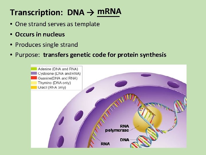 m. RNA Transcription: DNA → _____ • • One strand serves as template Occurs m. RNA Transcription: DNA → _____ • • One strand serves as template Occurs