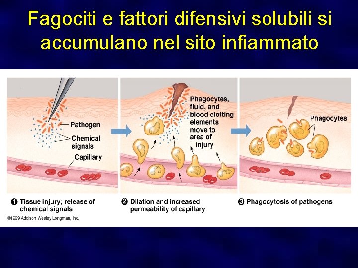 Fagociti e fattori difensivi solubili si accumulano nel sito infiammato 