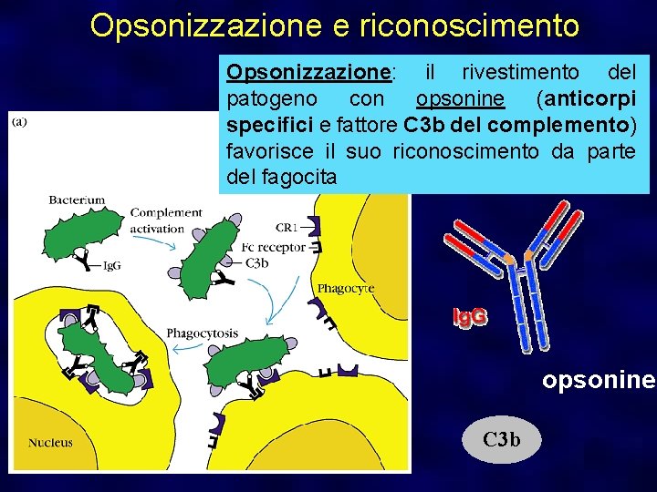 Opsonizzazione e riconoscimento Opsonizzazione: il rivestimento del patogeno con opsonine (anticorpi specifici e fattore