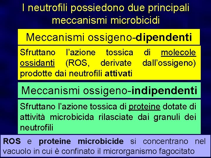 I neutrofili possiedono due principali meccanismi microbicidi Meccanismi ossigeno-dipendenti Sfruttano l’azione tossica ossidanti (ROS,