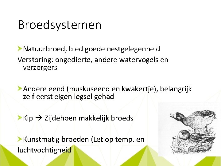 Broedsystemen Natuurbroed, bied goede nestgelegenheid Verstoring: ongedierte, andere watervogels en verzorgers Andere eend (muskuseend