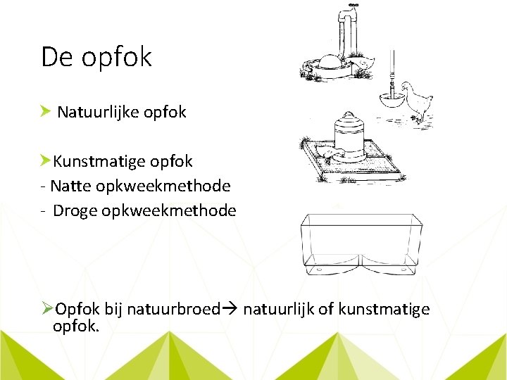 De opfok Natuurlijke opfok Kunstmatige opfok - Natte opkweekmethode - Droge opkweekmethode ØOpfok bij