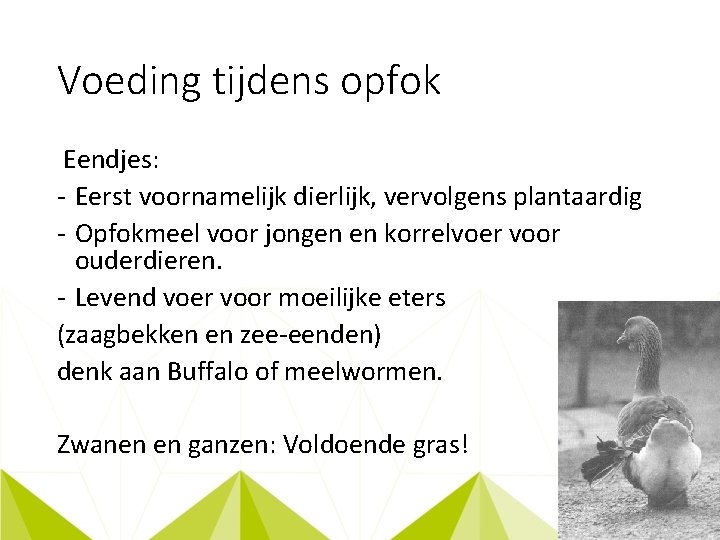 Voeding tijdens opfok Eendjes: - Eerst voornamelijk dierlijk, vervolgens plantaardig - Opfokmeel voor jongen