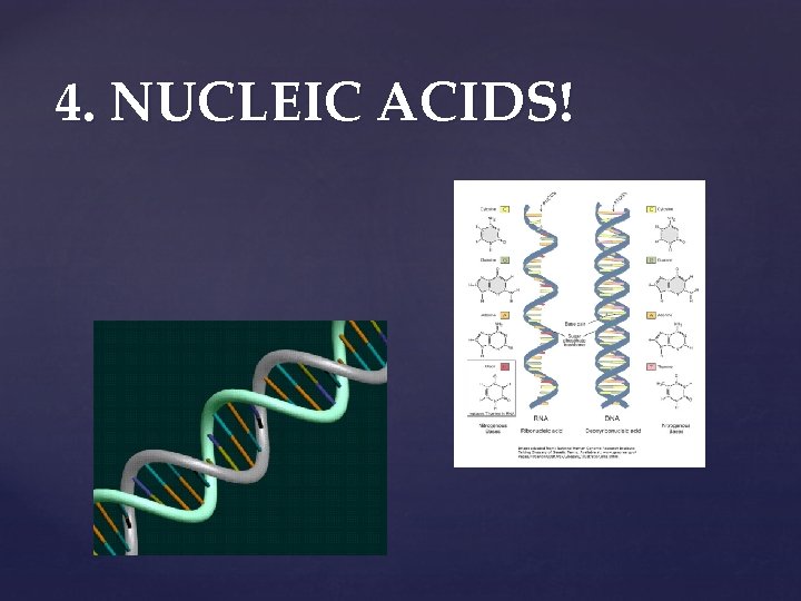 4. NUCLEIC ACIDS! 