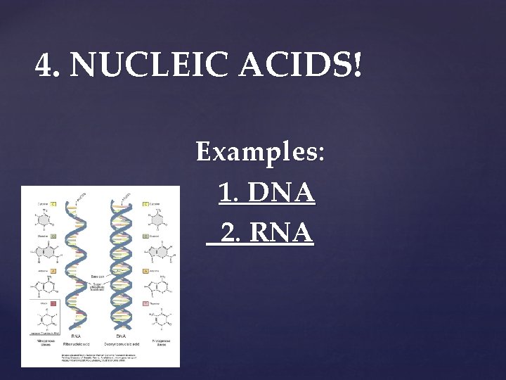 4. NUCLEIC ACIDS! Examples: 1. DNA 2. RNA 