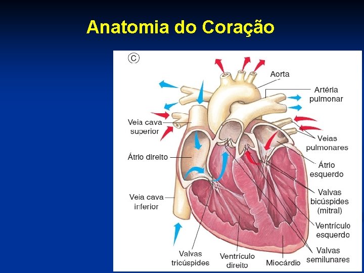 Anatomia do Coração 