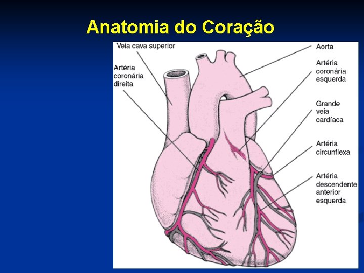 Anatomia do Coração 