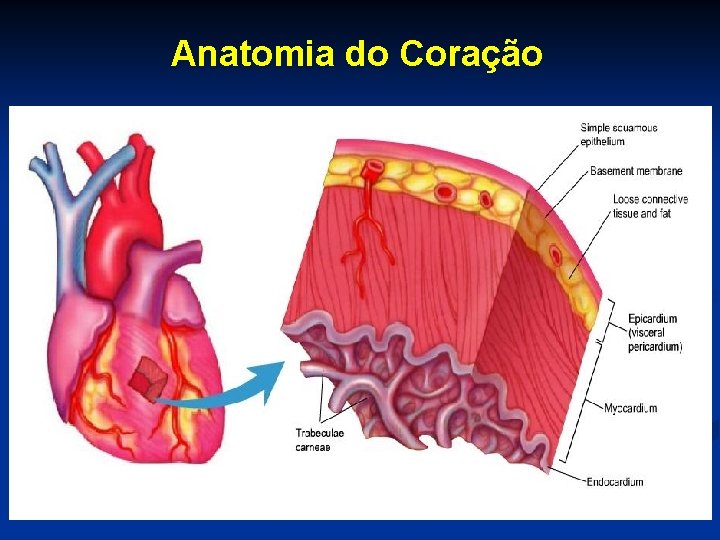 Anatomia do Coração 