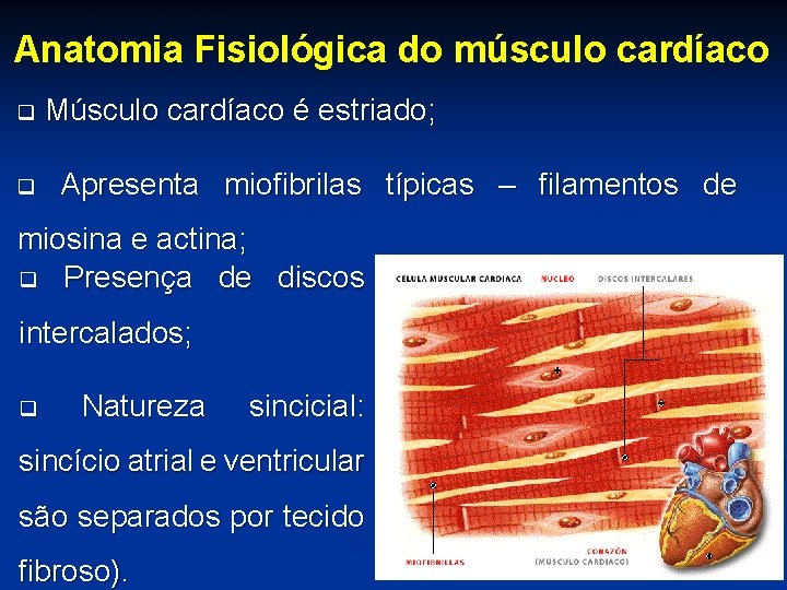 Anatomia Fisiológica do músculo cardíaco q Músculo cardíaco é estriado; q Apresenta miofibrilas típicas