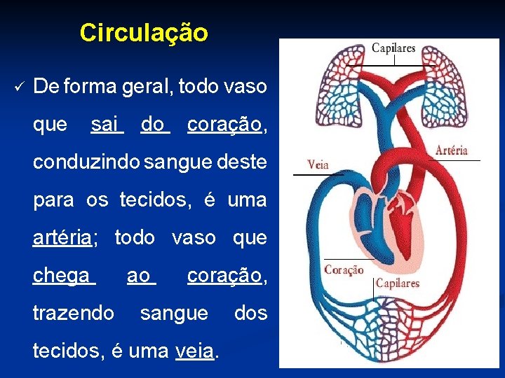 Circulação ü De forma geral, todo vaso que sai do coração, conduzindo sangue deste